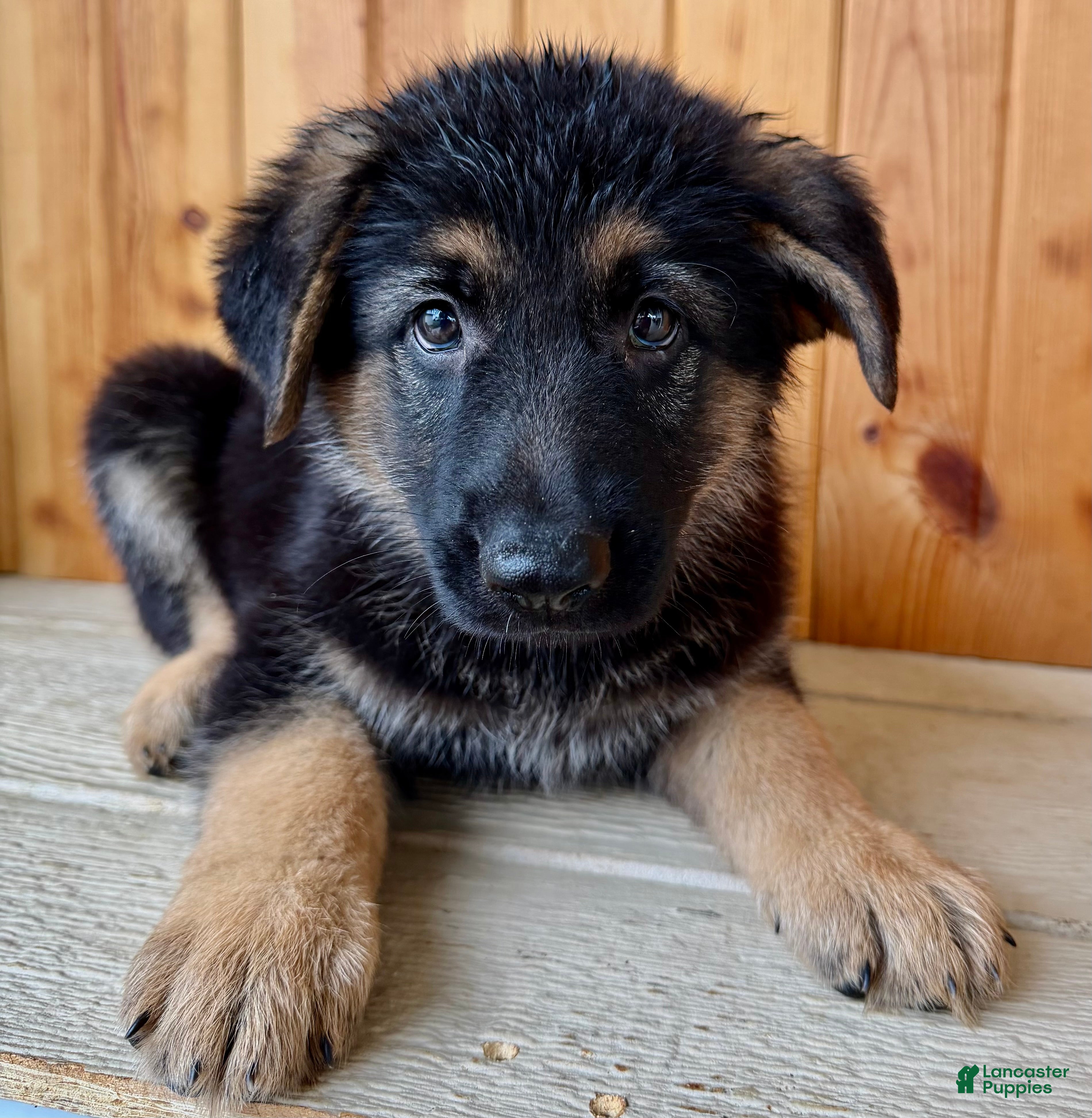 German Shepherd dogs Pattie - Ad 2