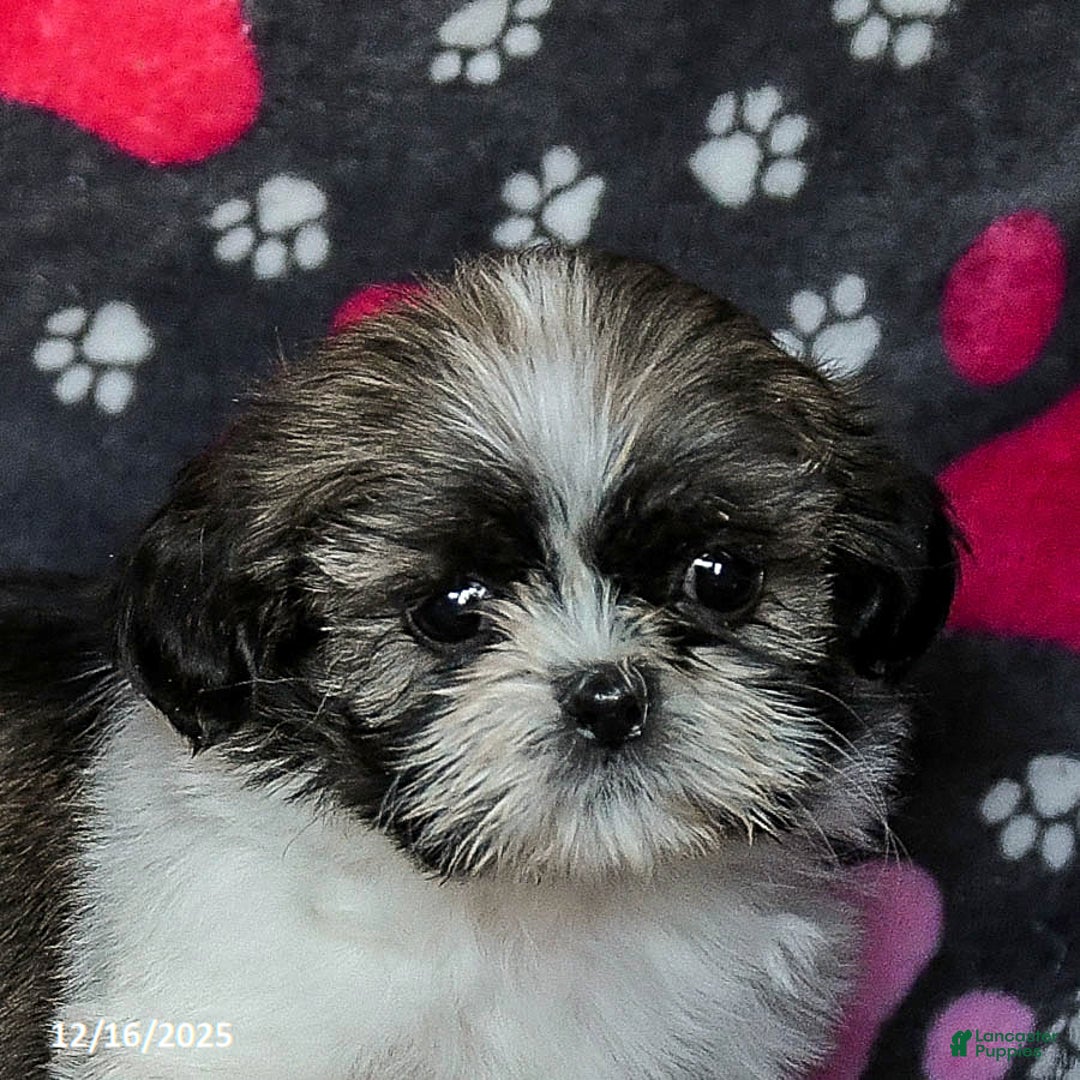 Shih Tzu dogs for sale: Moose Tracks - Ad 5