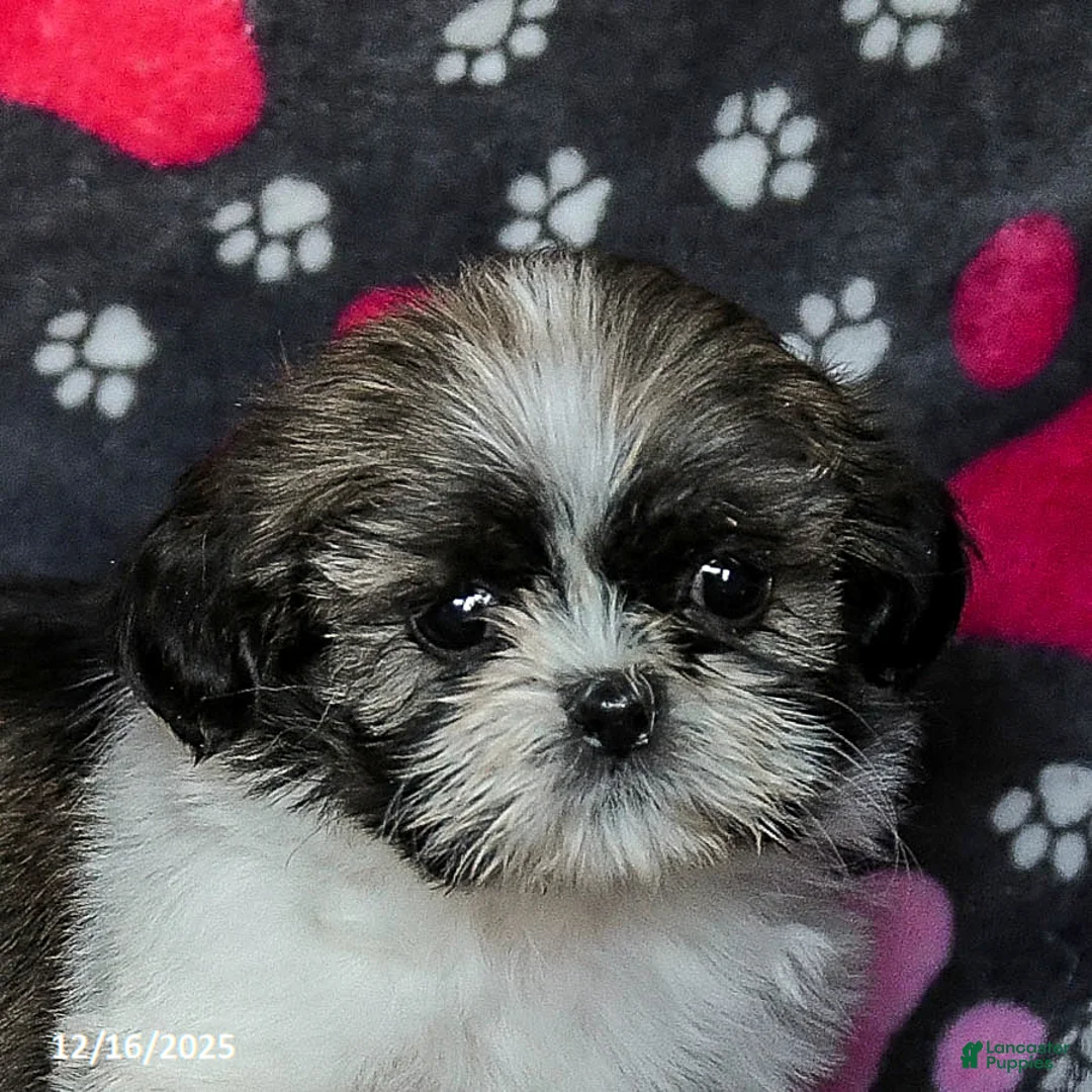 Shih Tzu dogs for sale: Moose Tracks - Ad 15
