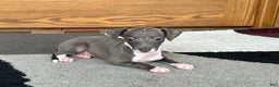Italian Greyhound dogs for sale: Lila - Ad 8
