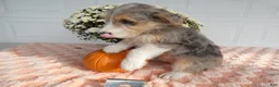 Mixed Breed dogs for sale: Mixed Breed 2 Milo - Ad 4