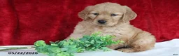 Golden Retriever dogs for sale: Rose   - Ad 4