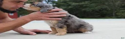 Mini Bernedoodle dogs for sale: Penny  - Ad 6