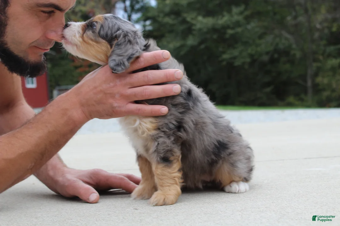 Mini Bernedoodle dogs for sale: Penny  - Ad 6