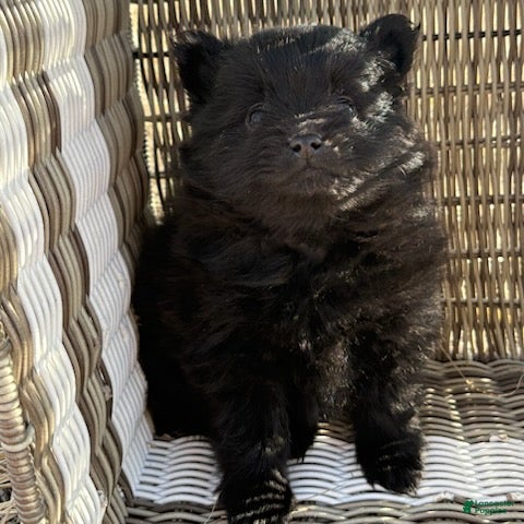 Pomeranian dogs Tina - Ad 1