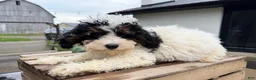 Mini Bernedoodle dogs for sale: Malachite - Ad 3