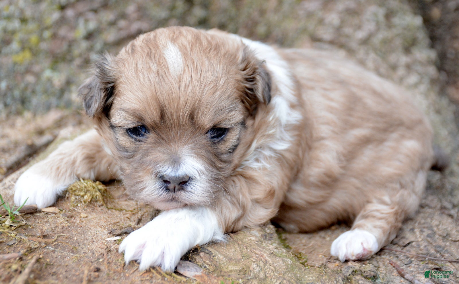 Shihpoo dogs Shihpoo Sasha - Ad 20