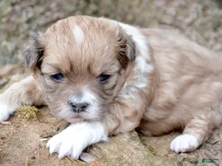 Shihpoo dogs Shihpoo Sasha - Ad 20