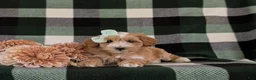 Maltipoo dogs for sale: Serefina 7 lbs Full Grown - Ad 5
