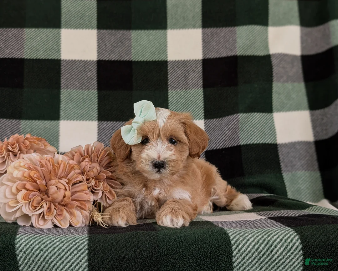 Maltipoo dogs for sale: Serefina 7 lbs Full Grown - Ad 5