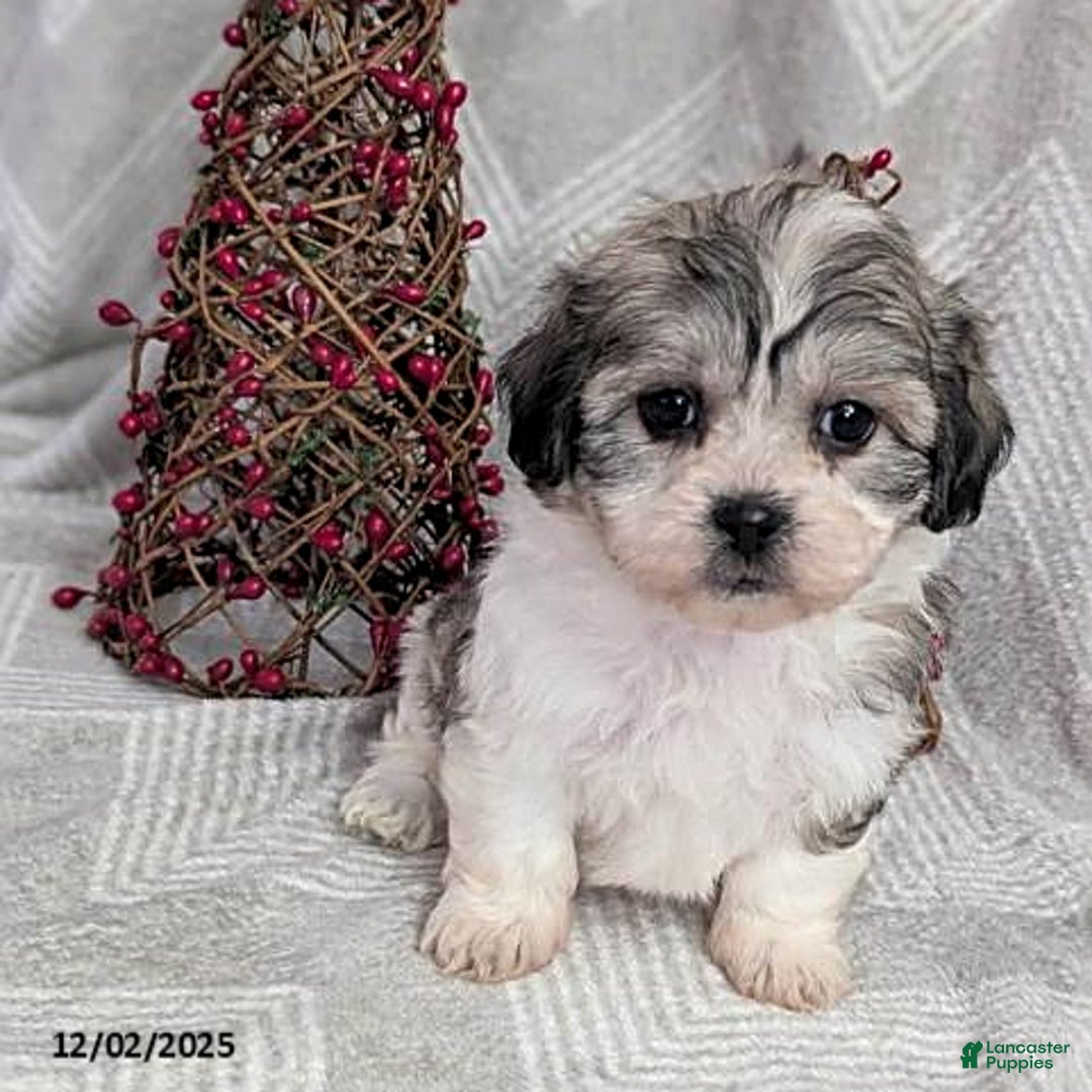 Teddy Bear dogs for sale: Iesha - Ad 3