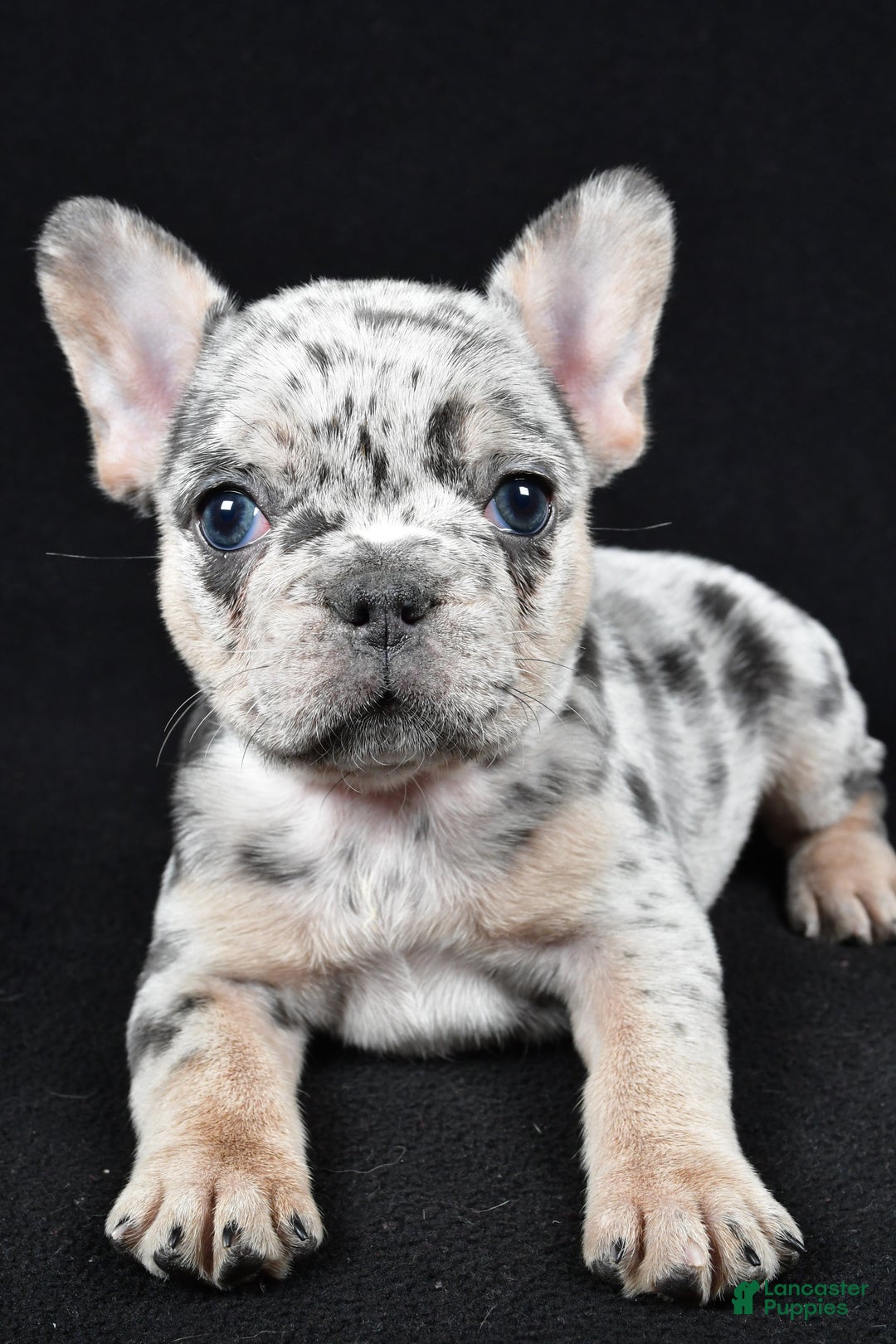 French Bulldog dogs for sale: Fiona - Ad 8