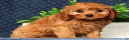 Cavapoo dogs for sale: Walton - Ad 8