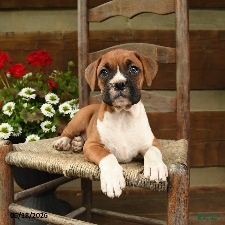 Boxer dogs Buster - Ad 2