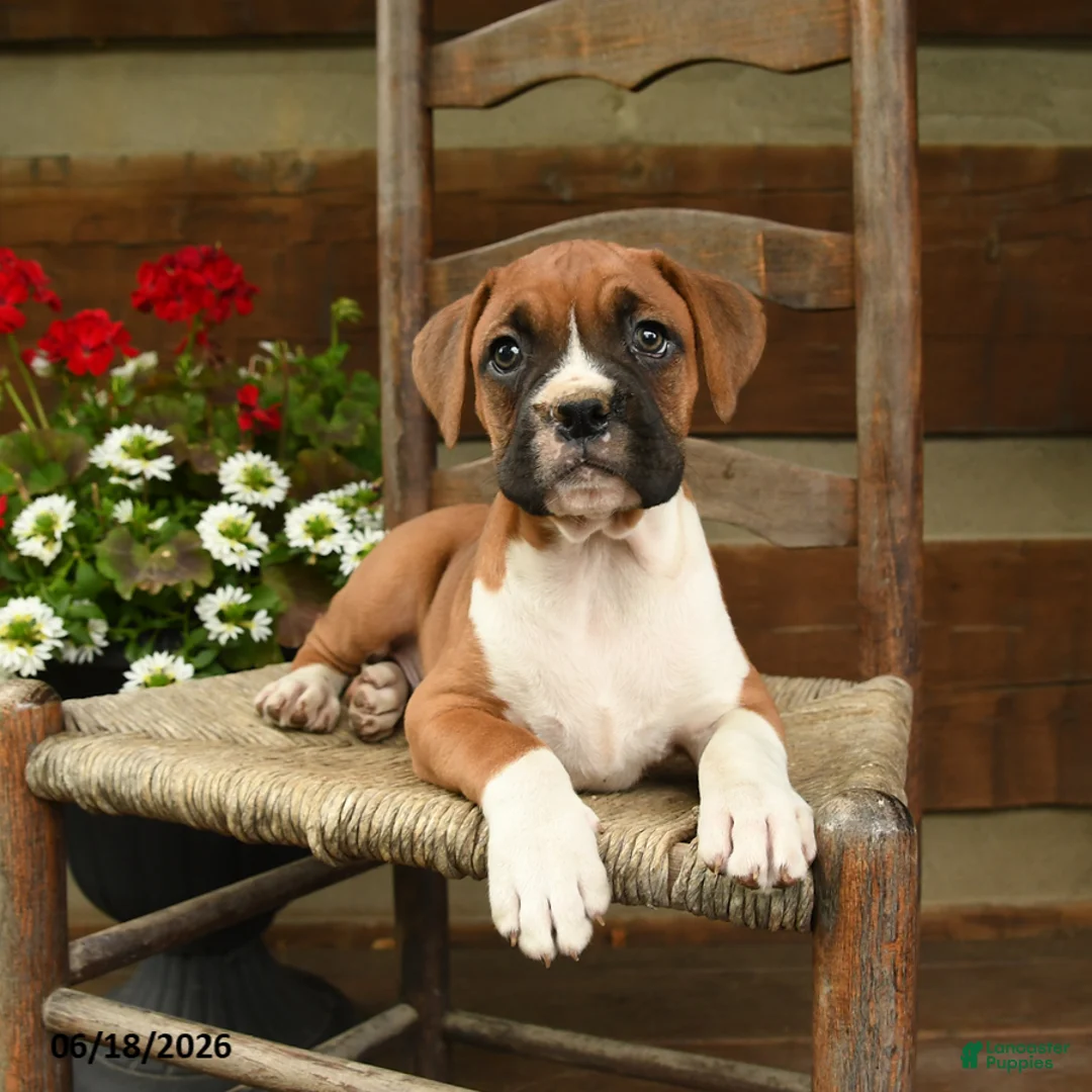 Boxer dogs for sale: Buster - Ad 2