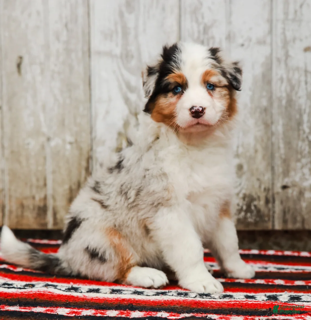 Australian Shepherd dogs for sale: Margaret - Ad 1