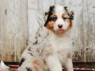 Australian Shepherd dogs for sale: Margaret - Ad 3