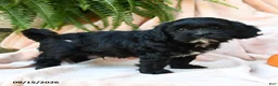 Cavachon dogs for sale: Lupine - Ad 5