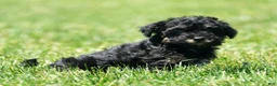 Havapoo dogs for sale: Tinker - Ad 8
