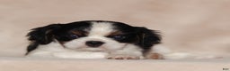 Cavalier King Charles Spaniel dogs for sale: Azriel - Ad 7