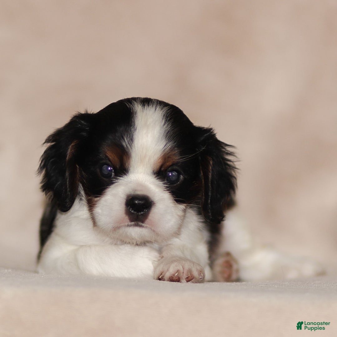 Cavalier King Charles Spaniel dogs for sale: Azriel - Ad 7