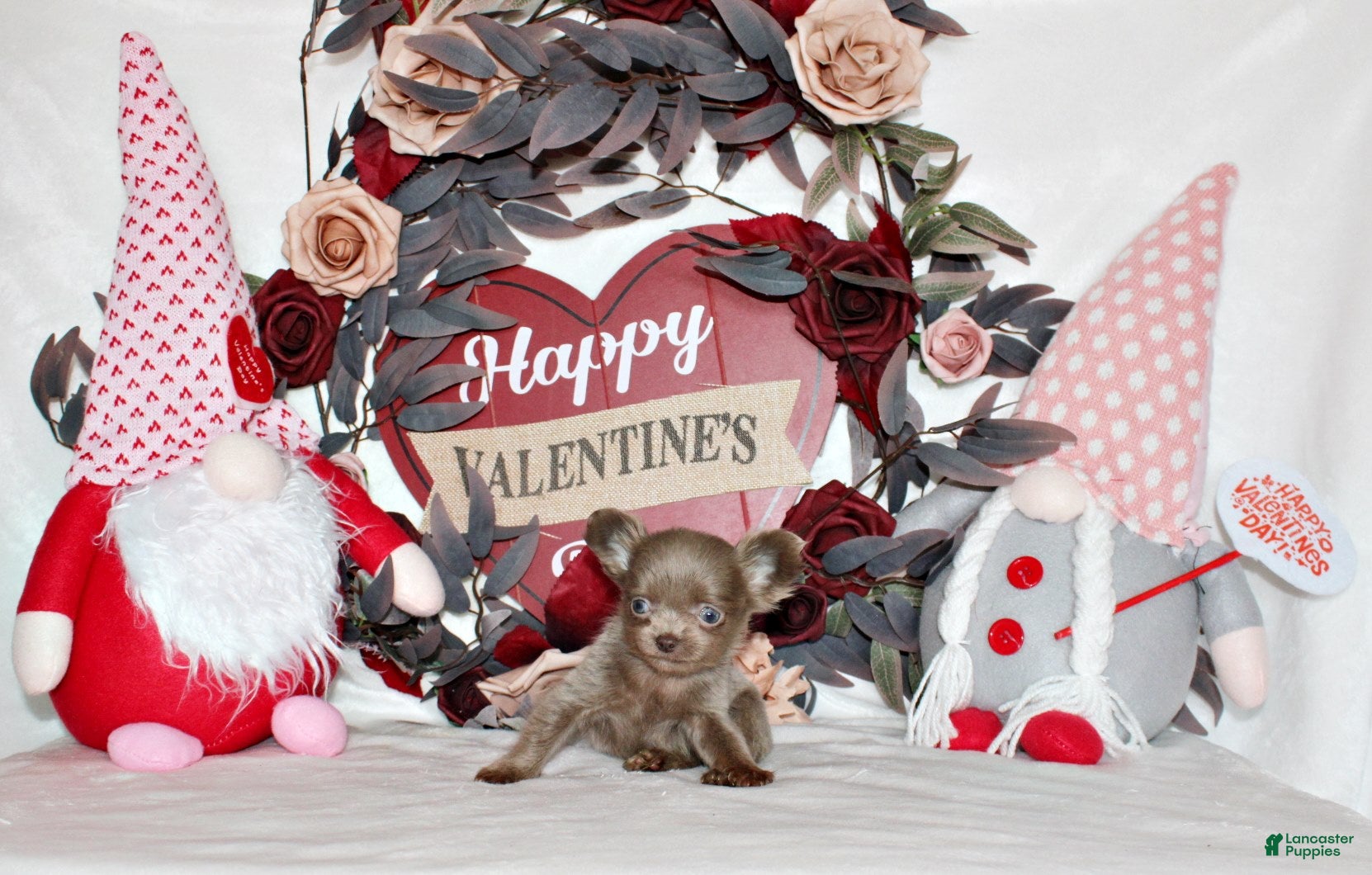 Chihuahua dogs Fennie - Ad 7