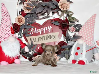 Chihuahua dogs Fennie - Ad 7