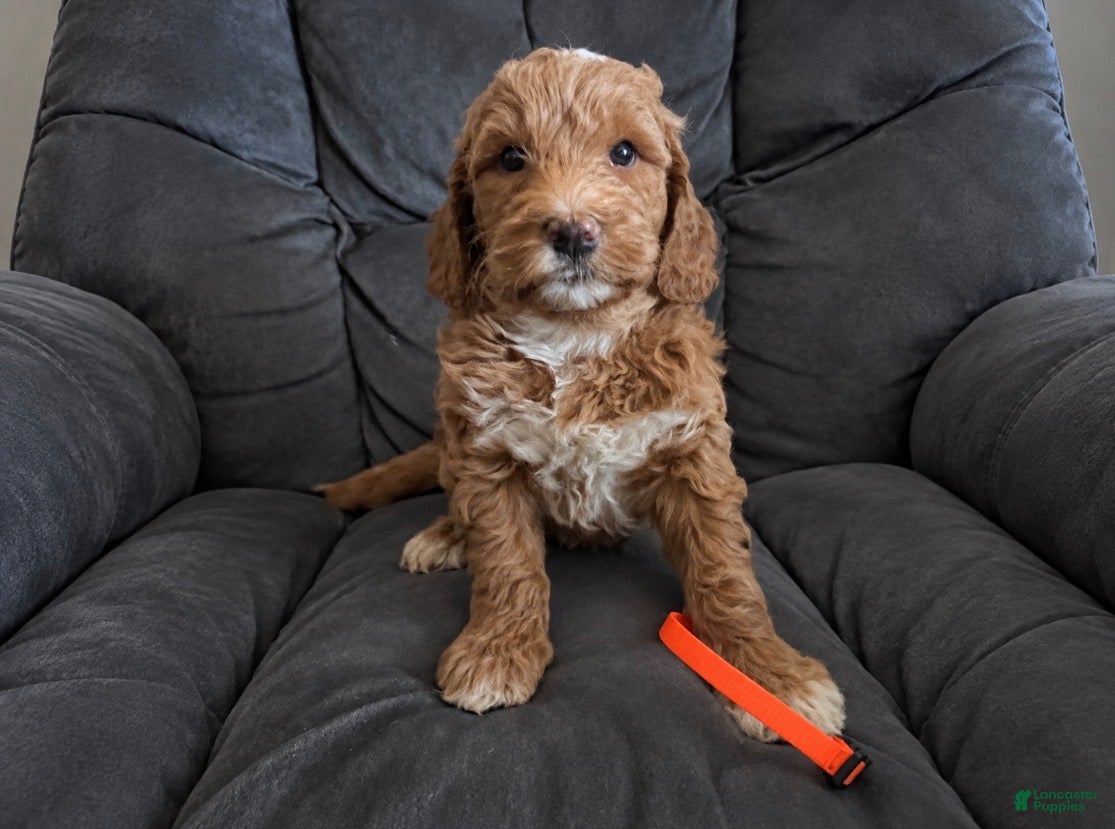 Mini Goldendoodle dogs Orange Collar - Ad 1