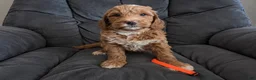 Mini Goldendoodle dogs for sale: Orange Collar - Ad 8