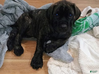 English Mastiff dogs - Ad 21