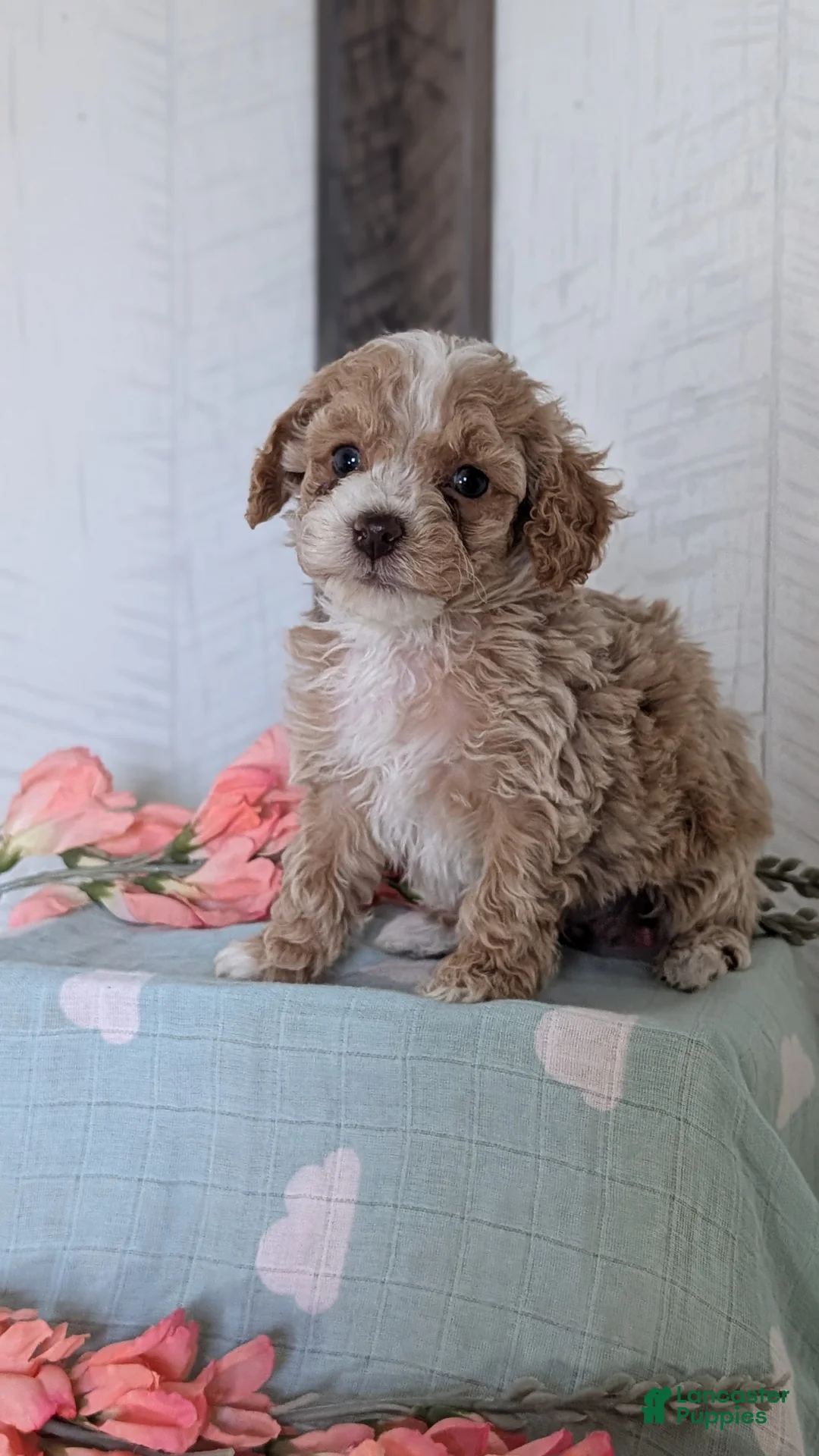 Cockapoo dogs for sale: Tripp - Ad 2