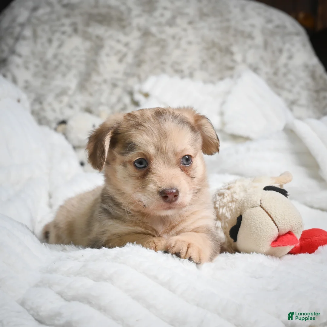 Mixed Breed dogs for sale: Pam - Ad 1