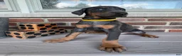 Doberman Pinscher dogs for sale: Rogue - Ad 3