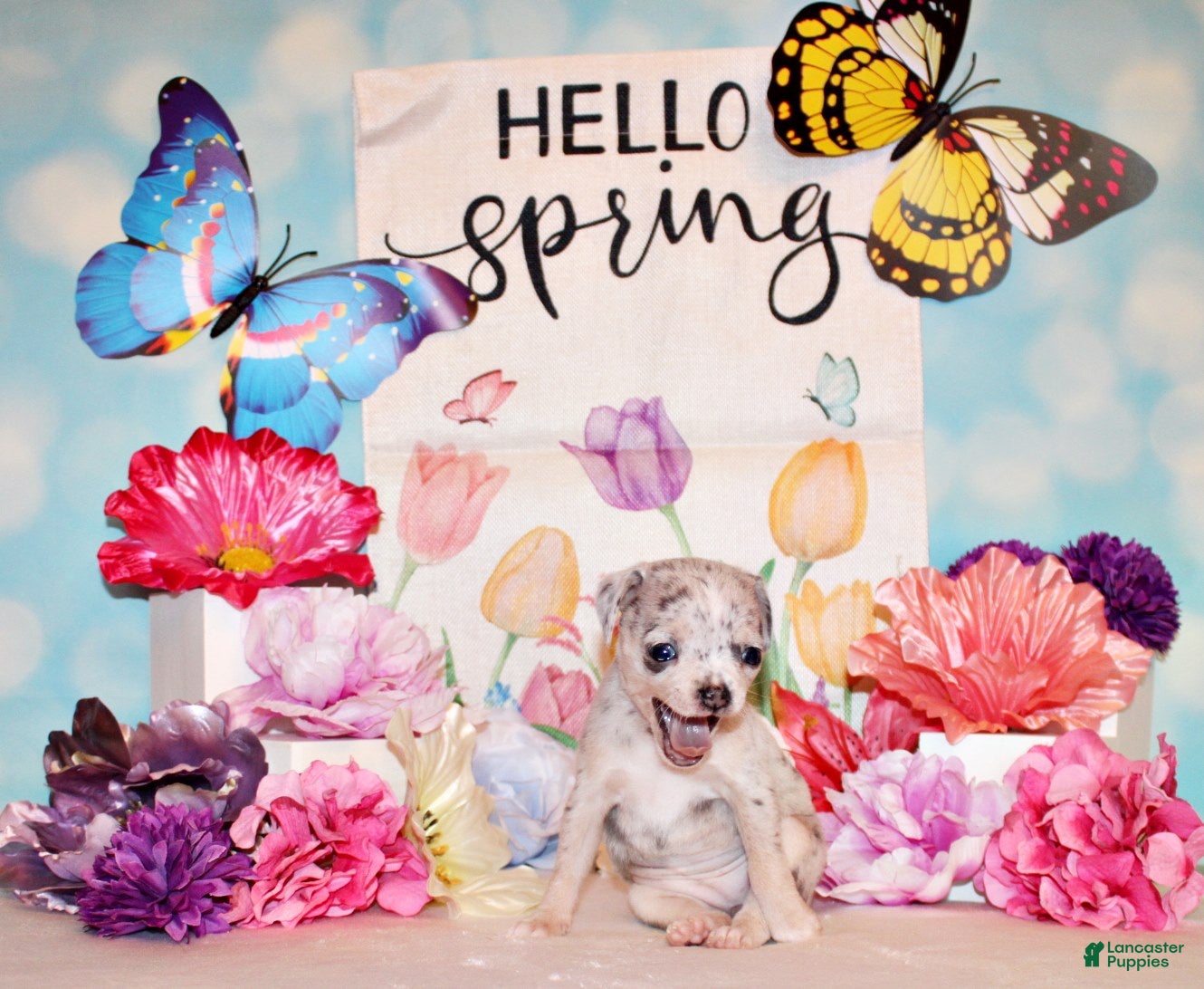 Chihuahua dogs Music - Ad 1