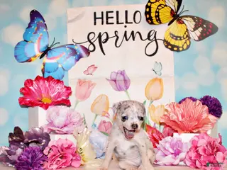 Chihuahua dogs for sale: Music - Ad 2