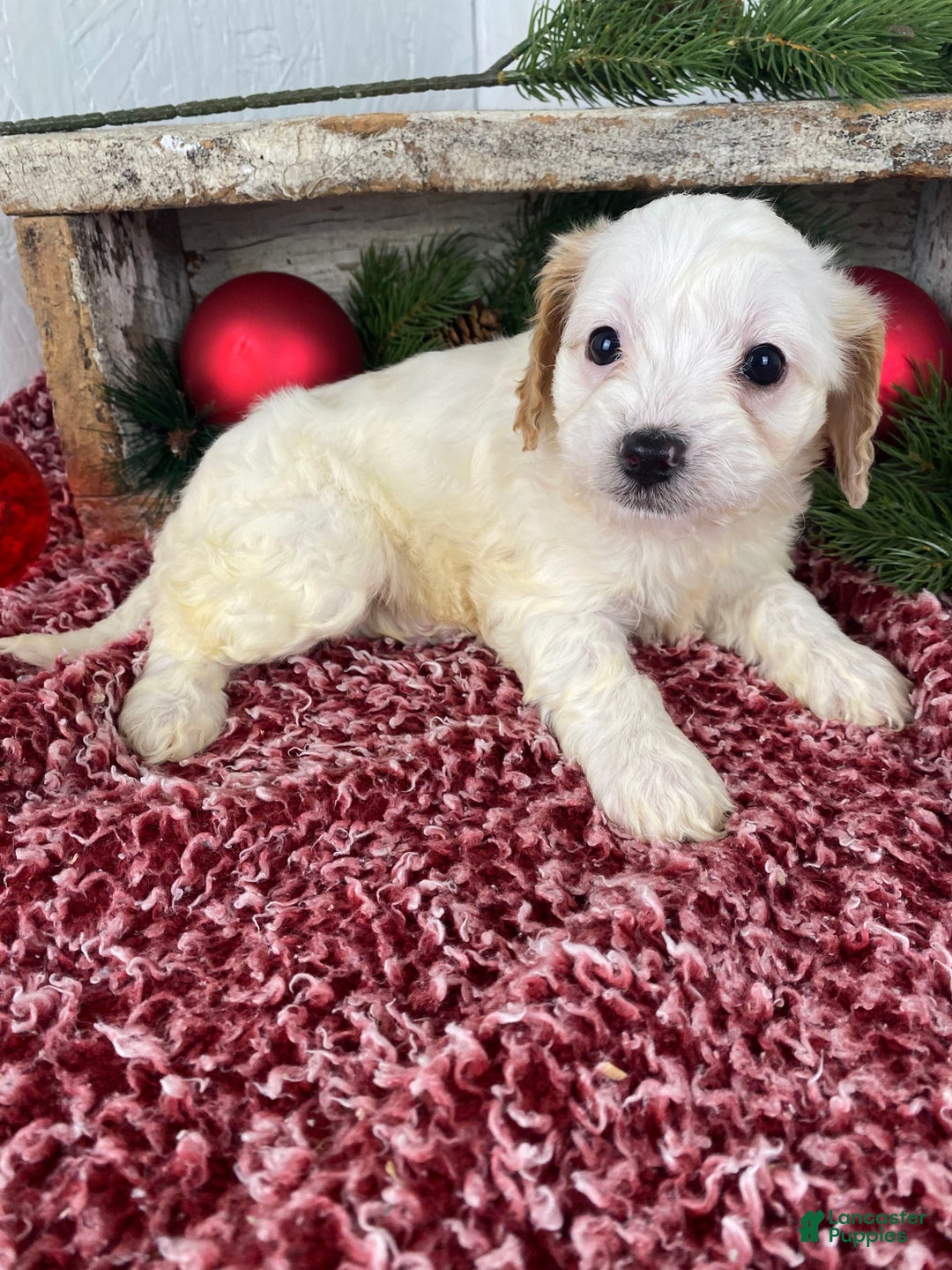 Cockapoo dogs for sale: Chloe - Ad 12