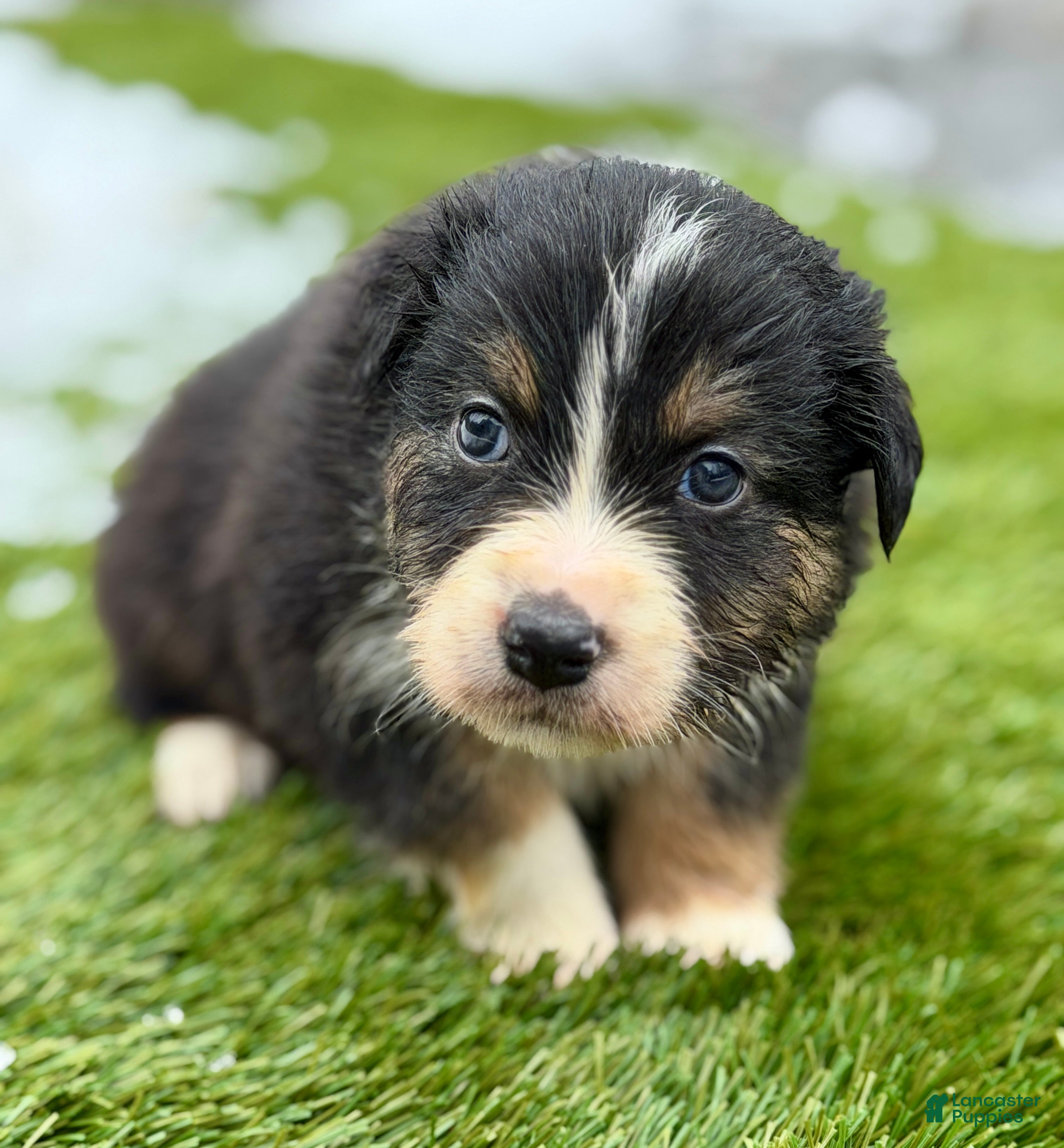 Australian Shepherd dogs Blaze - Ad 40