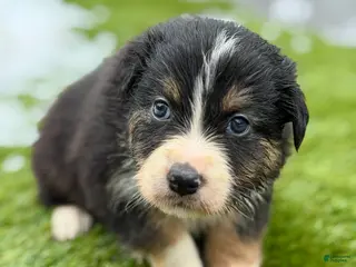 Australian Shepherd dogs Blaze - Ad 40