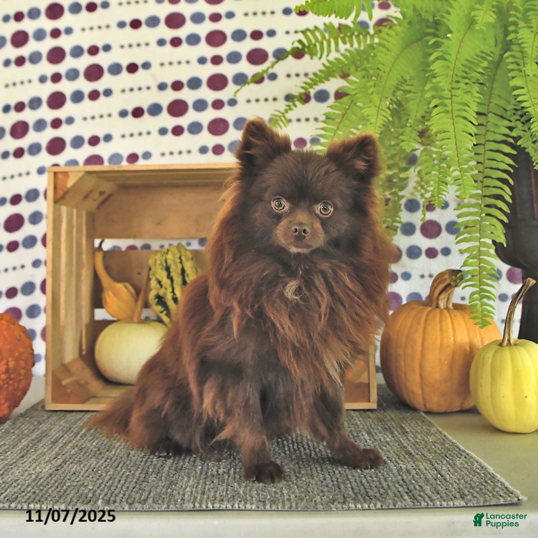 Pomeranian dogs for sale: Luci - Ad 17