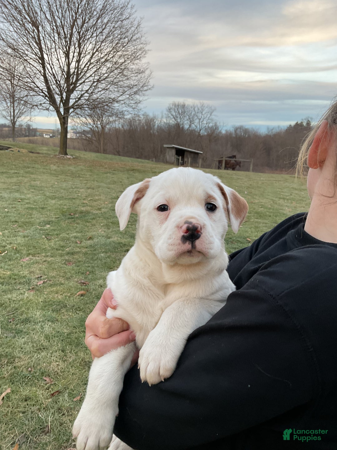 Mixed Breed dogs for sale: Stella - Ad 5