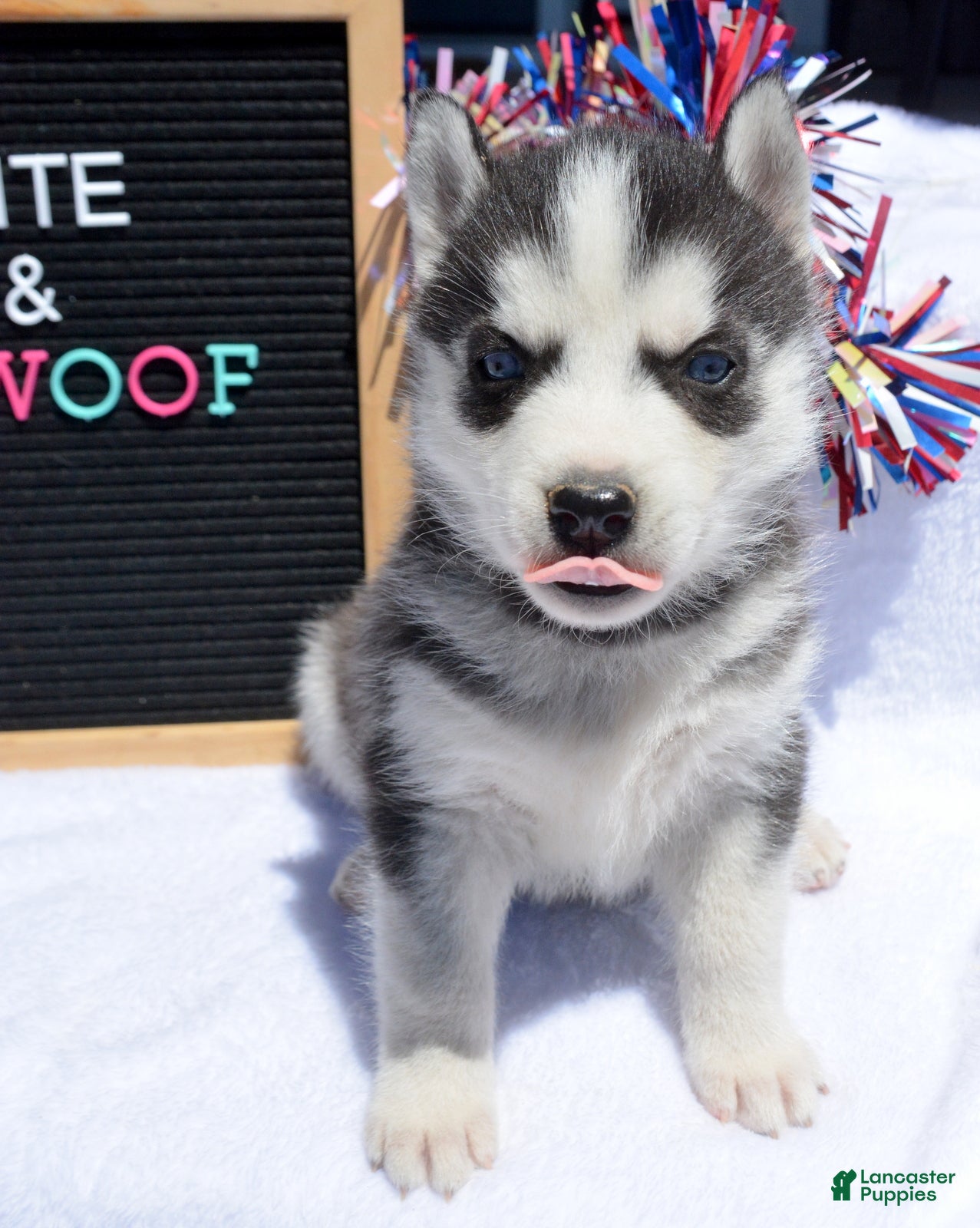 Siberian Husky dogs Halie Siberian Husky F - Ad 21
