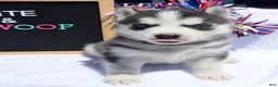Siberian Husky dogs for sale: Halie Siberian Husky F - Ad 3