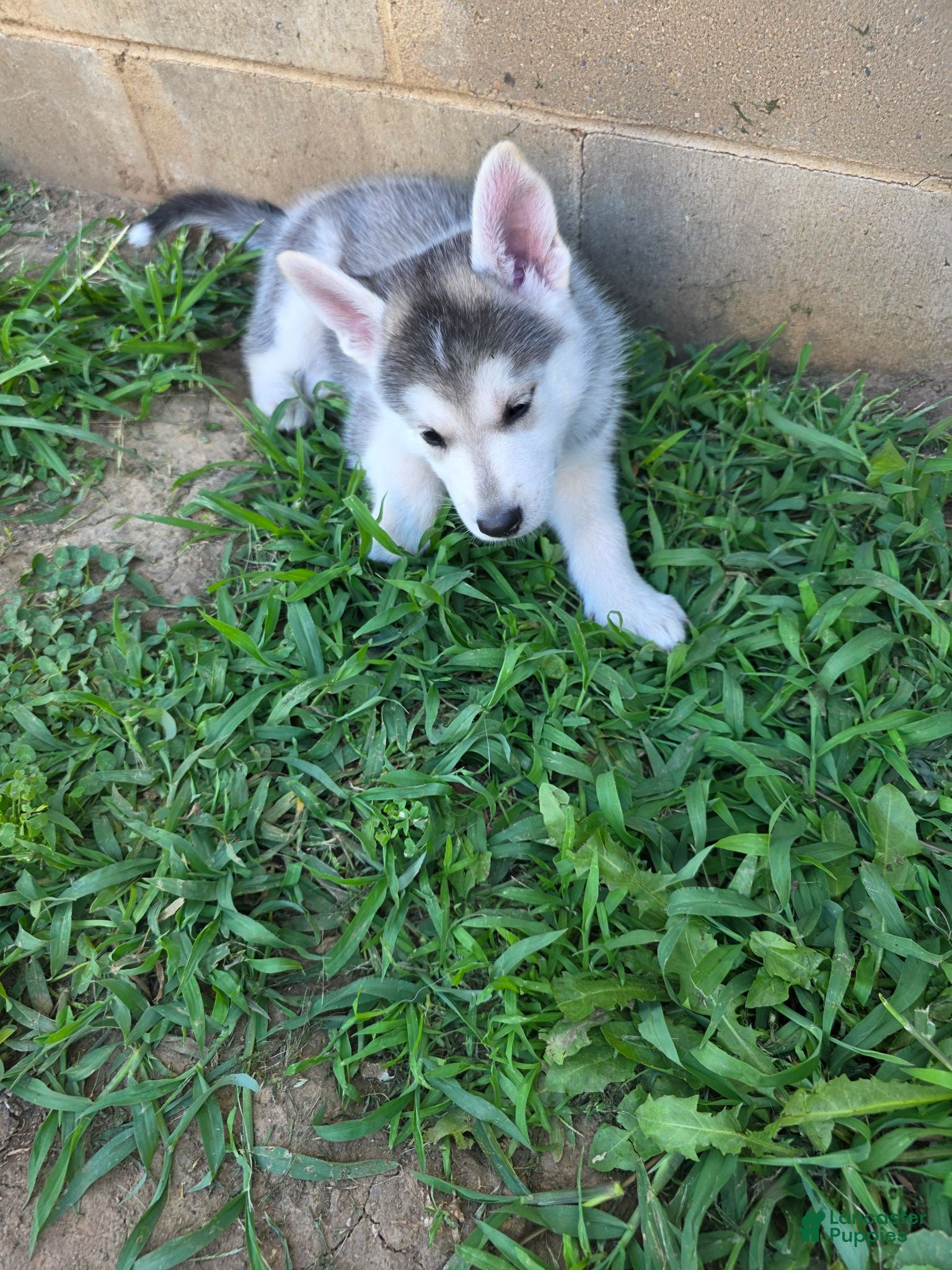 Gerberian Shepsky dogs Gerberian Shepsky 2 - Ad 1