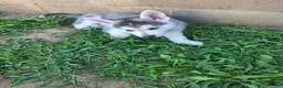 Gerberian Shepsky dogs for sale: Gerberian Shepsky 2 - Ad 1