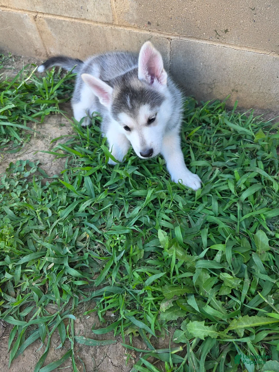Gerberian Shepsky dogs for sale: Gerberian Shepsky 2 - Ad 1