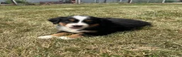 Bernese Mountain Dog dogs for sale: Paisley - Ad 9