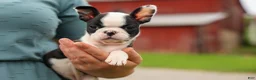 Frenchton dogs for sale: BONNIE - Ad 3