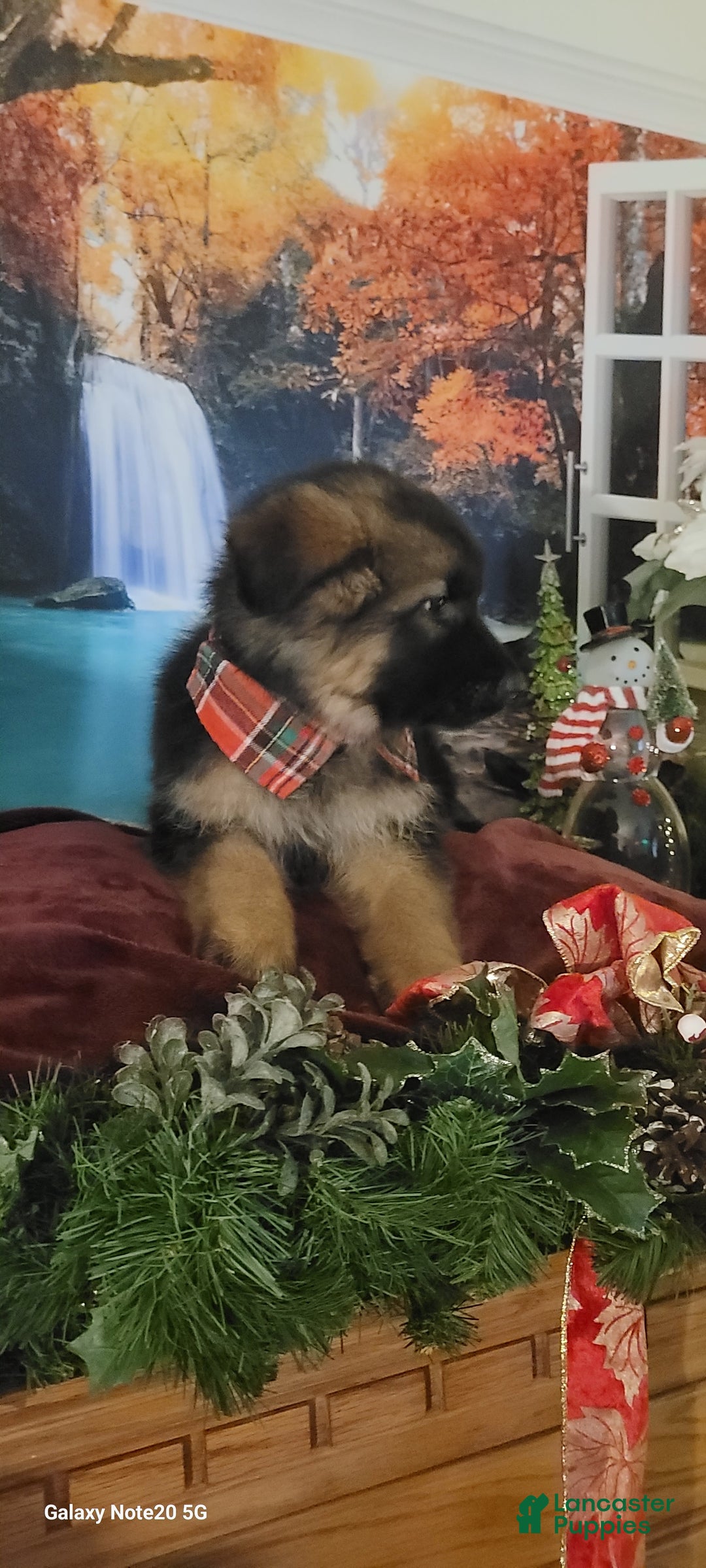 German Shepherd dogs for sale: Nicholas  - Ad 2