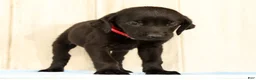Labrador Retriever dogs for sale: Banner - Ad 5