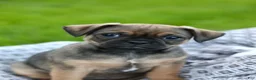 Jug dogs for sale: Phoenix  - Ad 3